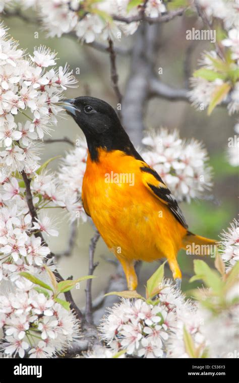 Baltimore Oriole Feeding On Cherry Blossoms Vertical Stock Photo Alamy