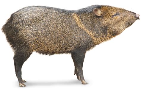 Peccary Facts For Kids What Are Peccaries Dk Find Out