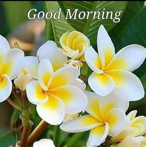 Pin By Dinesh Kumar Pandey On Good Morning Good Morning Flowers Good