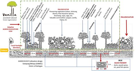 Assisted Natural Forest Regeneration How Polyculture In Degraded