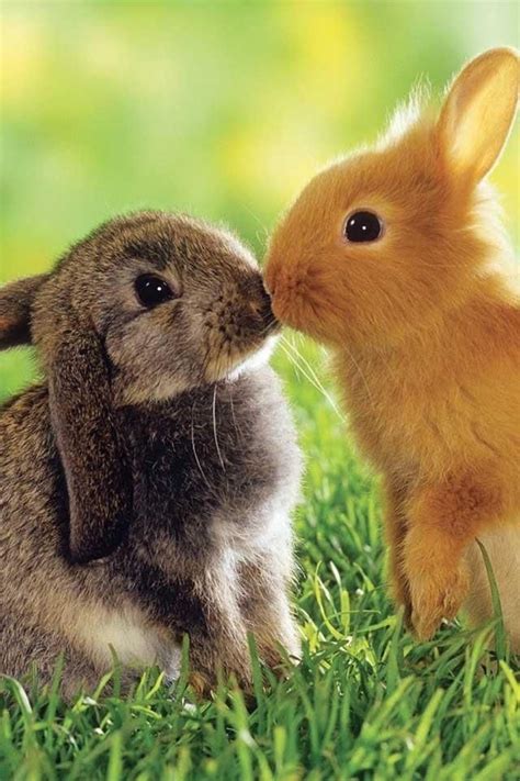 Kisses Animals Kissing Cute Animals Cute Animal Pictures