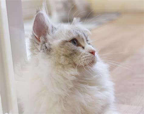 Cute Persian Munchkin Cat In White And Grey Color And Blue ...