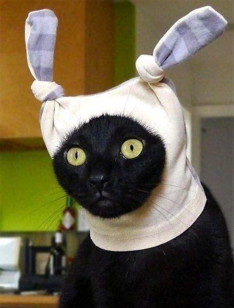 41 Best Easter Cats Images Easter Cats Black Cats Easter Bunny