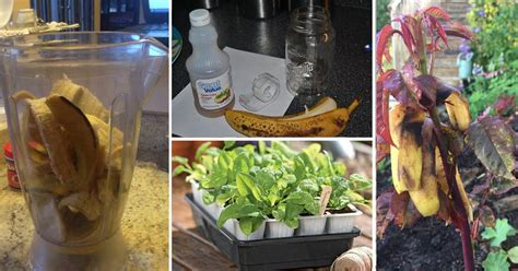 _ a big tree in the yard. 14 Banana Peel Uses In The Garden You Should Know About ...