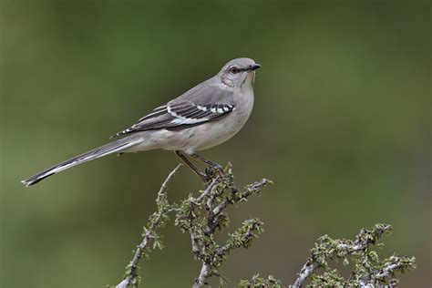 Northern Mockingbird 6