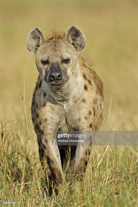 Spotted Hyena High Res Stock Photo Getty Images