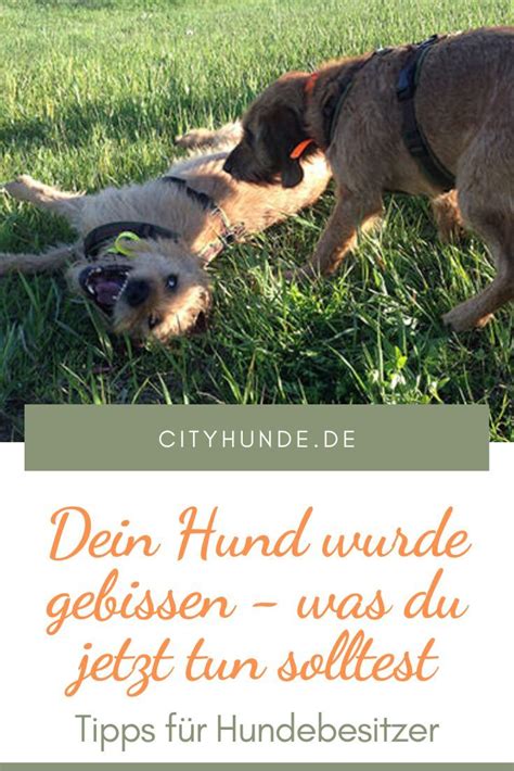 Maybe you would like to learn more about one of these? Hund reagiert aggressiv nach Biss durch Artgenossen in ...