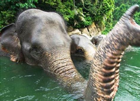 Sumatran Elephant Now Critically Endangered Wwf Says Asian Scientist