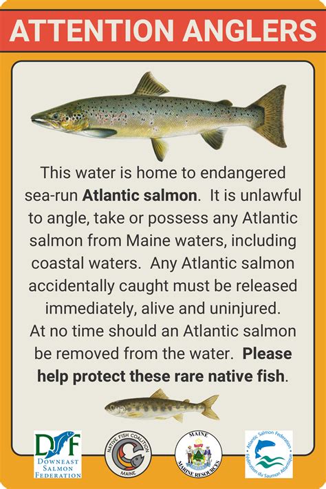 Maine Endangered Atlantic Salmon Sign — Native Fish Coalition