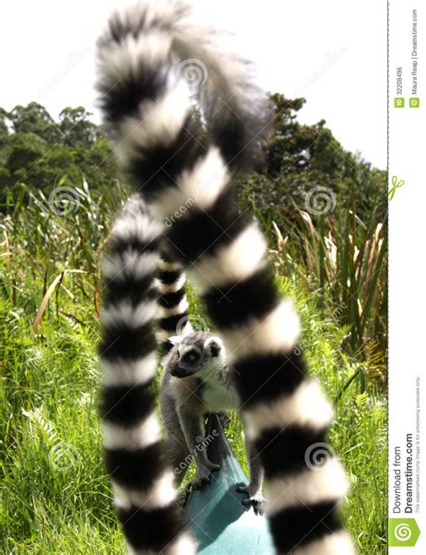 Ring Tailed Lemurs Stock Photo Image Of Limbs Endanger 32208496