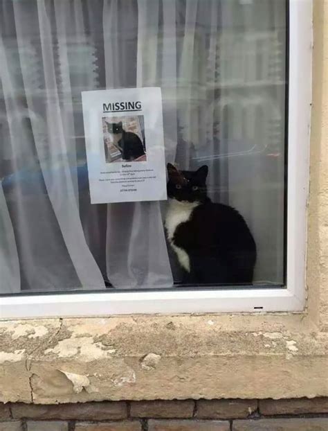 A Cat Went Missing And Later Found Near Its Own ‘missing Cat Poster