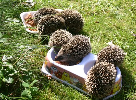 Insektenhotel als winterquartier für insekten und winterfütterung von vögeln. Was Sie über den Igel wissen sollten - vom Zufüttern im ...