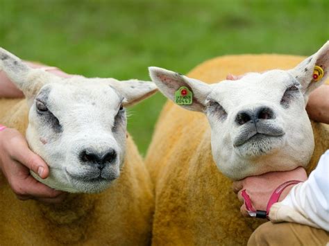 The Worlds Most Expensive Sheep Was Sold In Scotland For Almost Half A