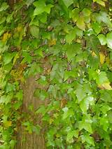 Photos of English Ivy Climbing Vine