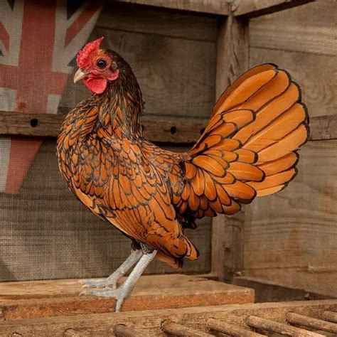 the best chicken breeds for small spaces compact and productive rex ranch life