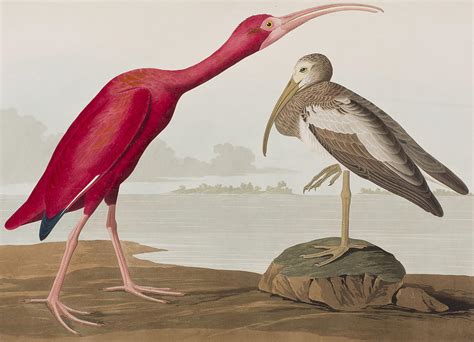 Scarlet Ibis Painting By John James Audubon Fine Art America