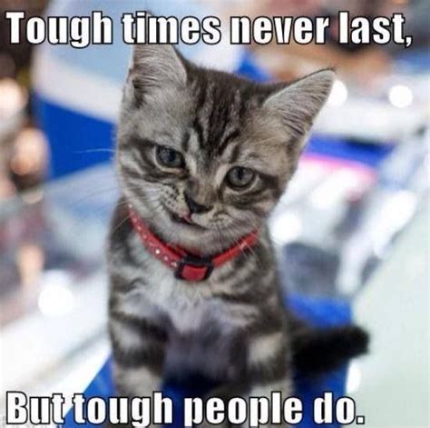 Be Strong Funny Animals Funny Cat Memes Funny Cat Pictures