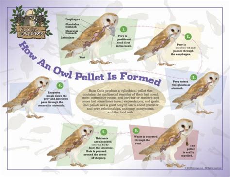 How An Owl Pellet Is Formed Obdk Owl Pellets Owl Bird Unit Study