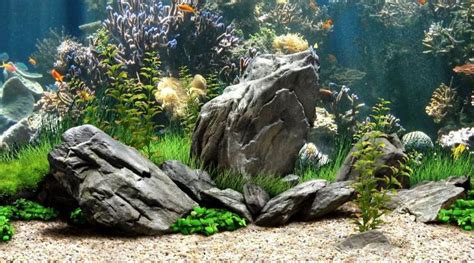 Aprender Acerca Imagen Freshwater Fish Tank Background Thcshoanghoatham Badinh Edu Vn