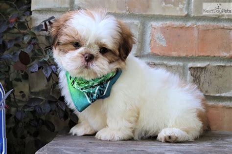 Shih Tzu Puppy For Sale Near Monroe Louisiana 11057e94 25d1