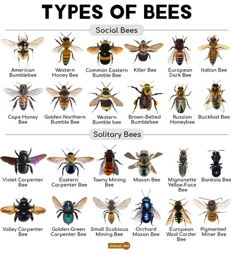 Classification of honey Bee