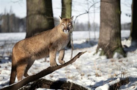 5 Things Cougars Like To Eat Diet And Facts