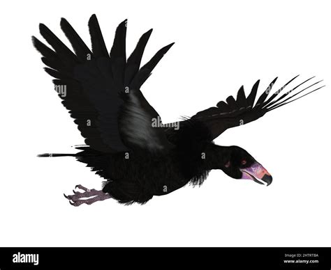 Cryptid Thunderbird Hi Res Stock Photography And Images Alamy