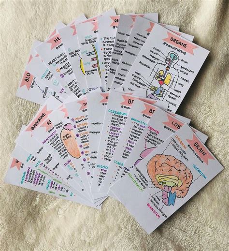 Anatomy Bundle Flashcards Pdf Etsy In 2020 Study Flashcards