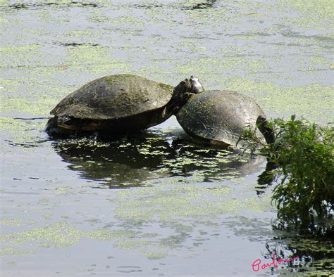 Turtles In Swamp At Avery Island La Turtle Animals Swamp