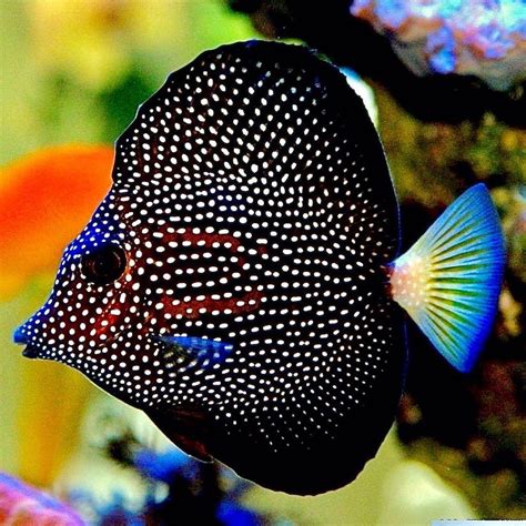 Reef Tank Saltwater Fish And Corals Beautiful Sea Creatures