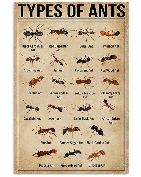 Types Of Ants