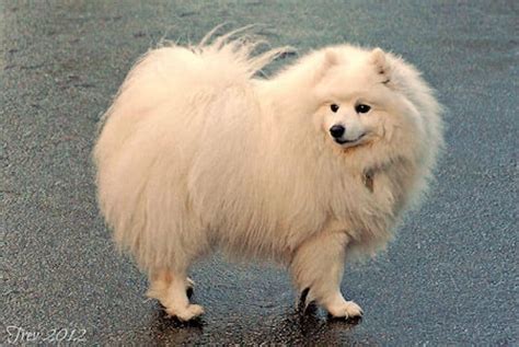 Japanese Spitz - A Huge Guide to a Small Breed!
