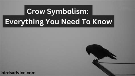Crow Symbolism Everything You Need To Know Birds Advice