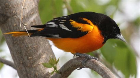 Bird Yellow And Black Color Is Standing On Branch Hd Birds Wallpapers