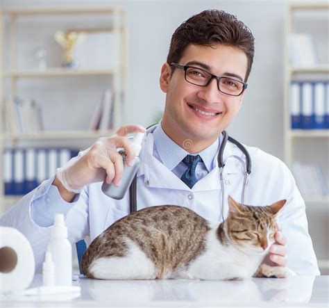 To our cats only family, we want to say thank you for everyone's continued patience, understanding and support this year. Cat Visiting Vet For Regular Checkup Stock Photo - Image ...