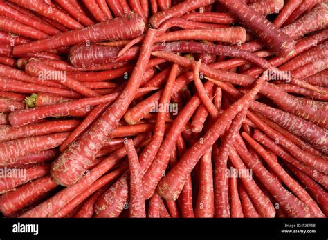 Indian Red Carrots Fresh Harvested Locally Grown Raw Carrots In A