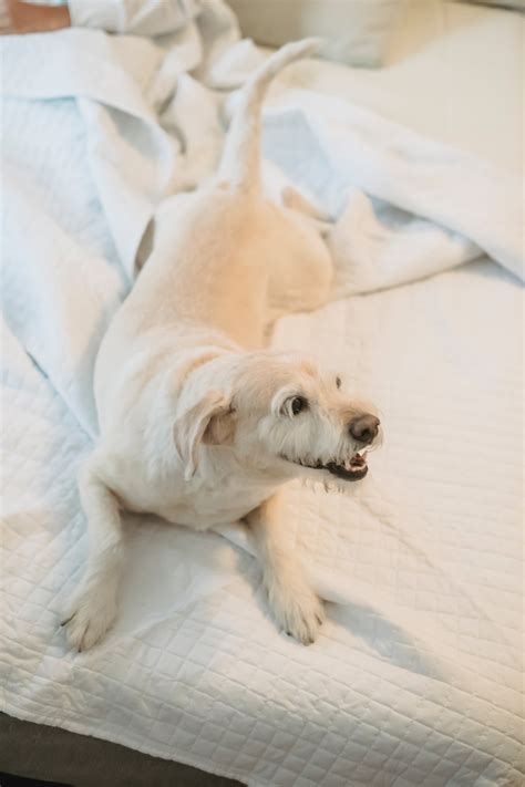 What To Do About Happy Tail Syndrome Pet Want It