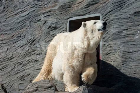 Old Polar Bear Stock Photo Colourbox