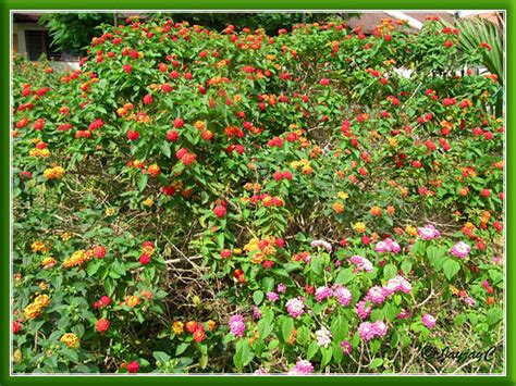multi coloured flowering bushes of lantana camara seen in … flickr