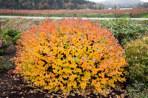 Birchleaf Spirea Puts On The Best Show In The Fall Autumn Garden