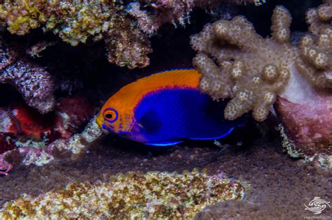 African Pygmy Angelfish Facts And Photographs Seaunseen