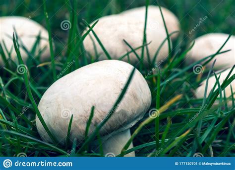 White Mushrooms Champignon Stock Image Image Of Vegetable 177120701