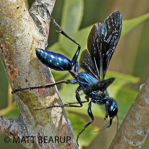 Large Metallic Blue Wasp Chlorion Aerarium Bugguidenet Wasp