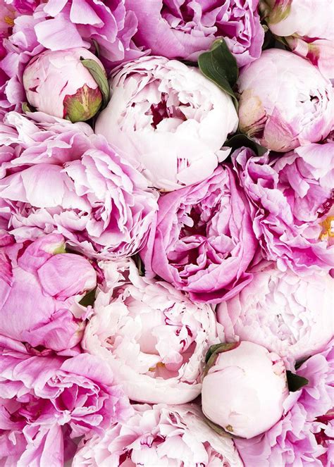 Peony Wallpaper The Perfect Wedding Background Clear Wallpaper