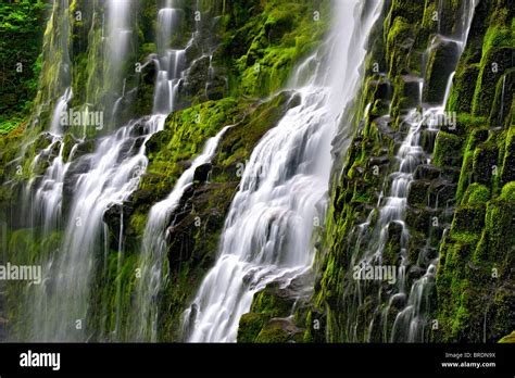 Oregons Lower Proxy Falls Spills Over Moss Covered Basalt And Into The