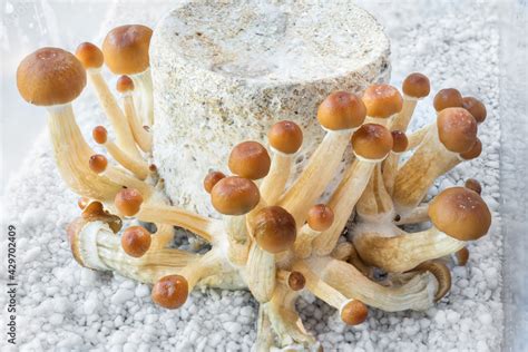 Psilocybin Mushrooms Commonly Known As Magic Mushrooms Mushrooms Or