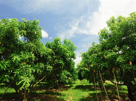 Mango Farmland Mango Farmland For Sale M S Holidaysfarm