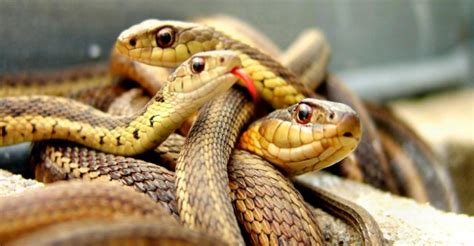Serpientes Curiosidades Características Dónde Vive Qué Come Y Fotos