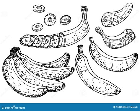 Banana Set Vector Sketch Isolated Hand Drawn Peel Banana Peeled