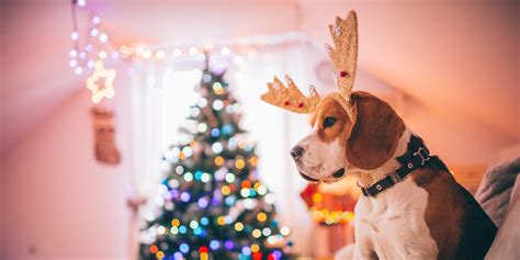 22 Cute Pets Who Are Just As Excited For Christmas As You Are Animal